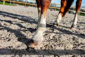 jambes du cheval